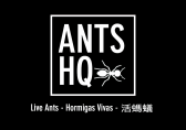 Ants HQ